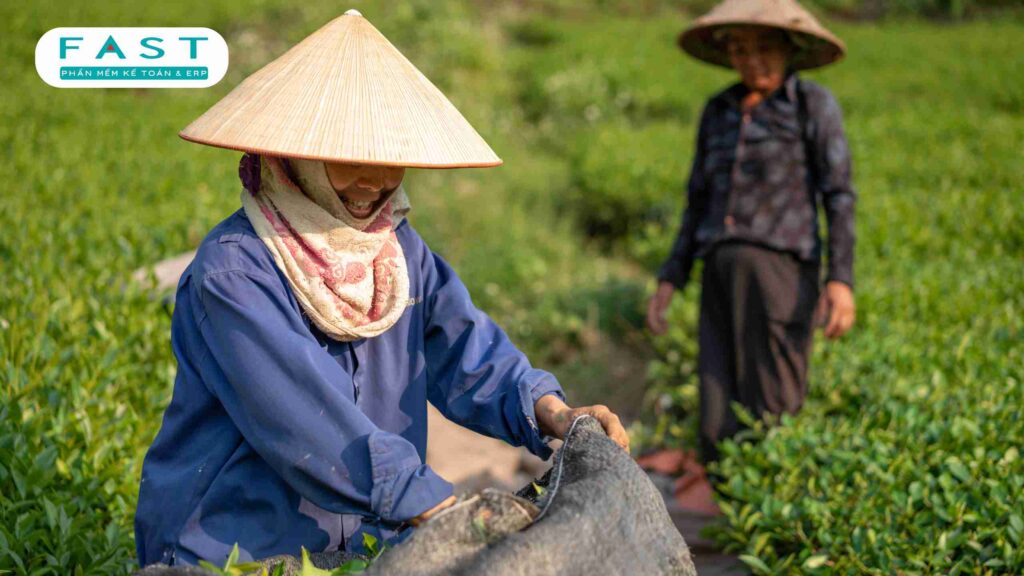 Chấm dứt tư cách thành viên hợp tác xã
